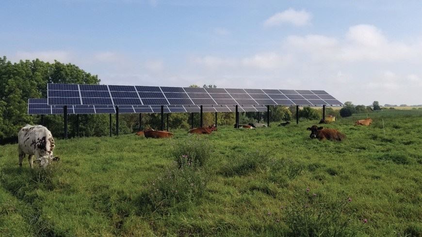 Vacas leiteiras em pastejo com acesso a sombra do sistema solar fotovoltaico em Minnesota (EUA).