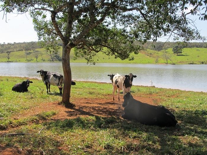vacas na sombra