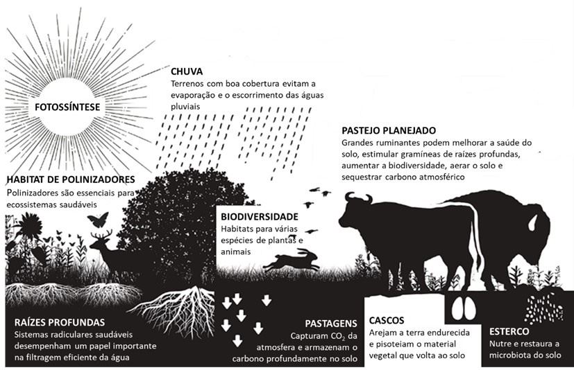 Efeitos do manejo holístico de herbívoros em diferentes aspectos da paisagem e na manutenção dos ecossistemas terrestres.