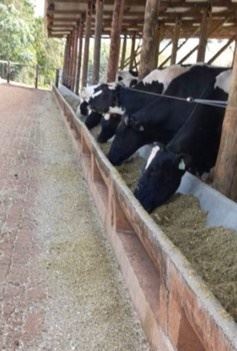 vacas se alimentando no cocho