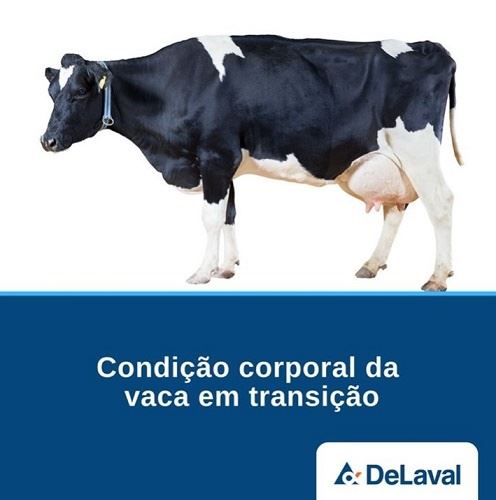 Condição corporal da vaca de transição