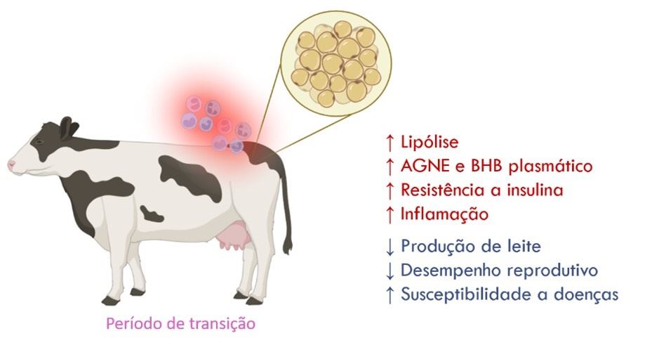  Efeitos do BEN (balanço energético negativo) prolongado no metabolismo da vaca recém parida.
