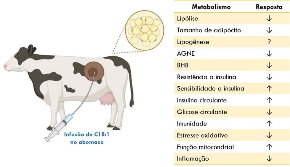  Efeitos da suplementação de ácido oleico (C18:1) no metabolismo de vacas recém paridas, baseado no estudo de Abou-Rjeileh et al. (2023).