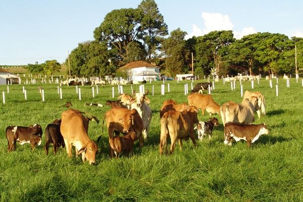 Dia de campo vai destacar tecnologias para melhoramento do gado de leite (Foto: Divulgação/Epamig)