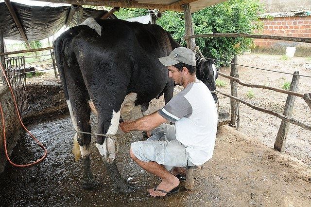 produção de leite - Alagoas 