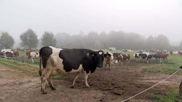 leite A2 - vacas - produção de leite 