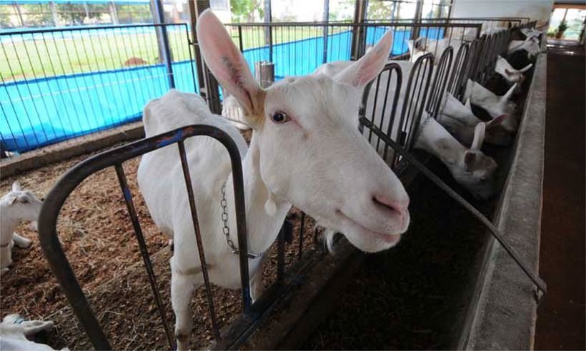 criação de caprinos e ovinos em Minas Gerais 