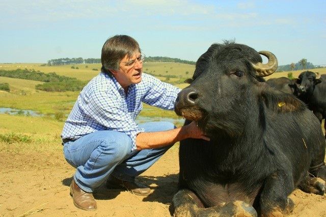 bufalo - criação - carne