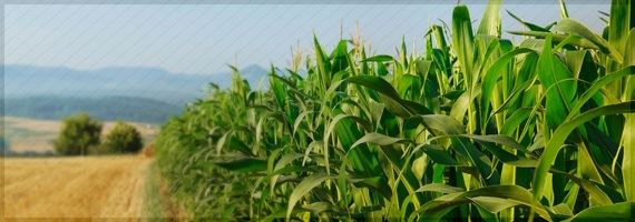 Nestlé, Danone e Unilever formam aliança de bioplástico de origem vegetal