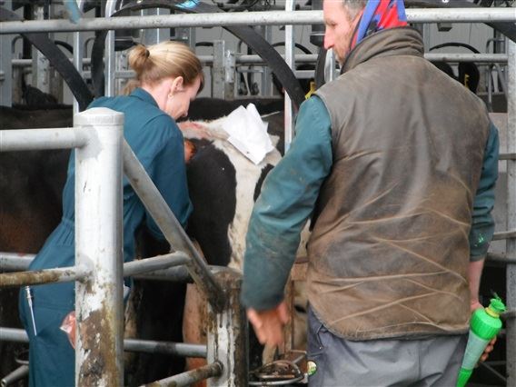 Jeremy Casey com tinta na mão pronto para identificar a vaca inseminada pela inseminadora da LIC