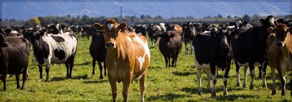 Nova Zelândia: economistas preveem aumento de 7% na produção de leite