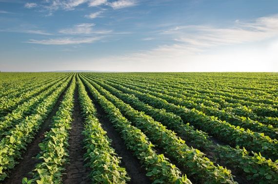 Sementes transgênicas de milho e soja resistentes a agrotóxico podem ser liberadas