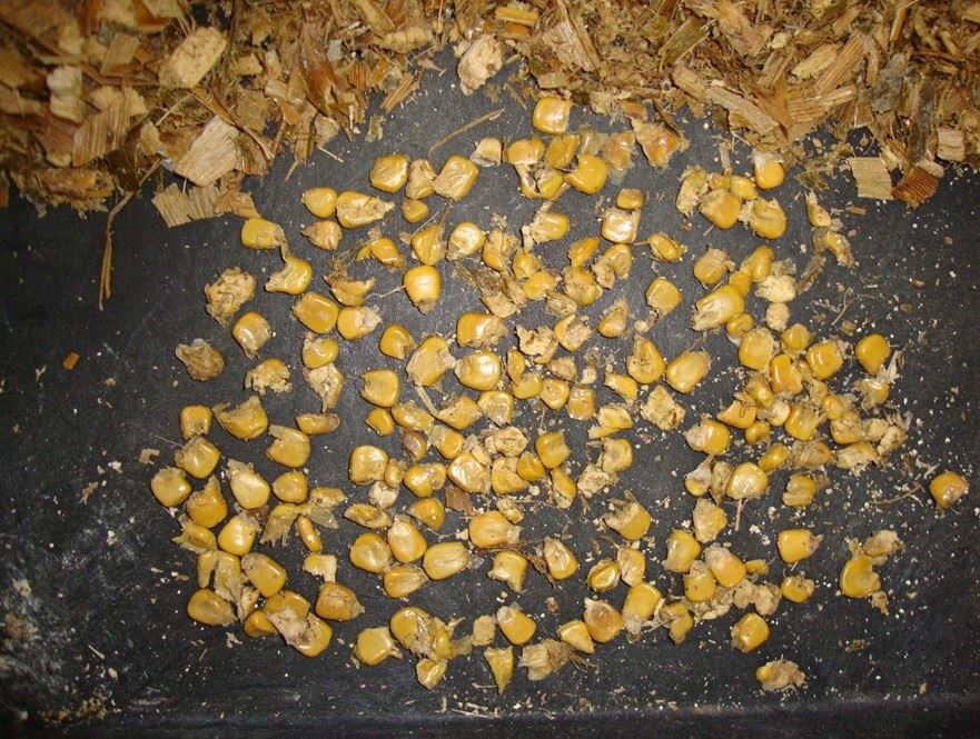 produção de silagem de milho - autopropelida