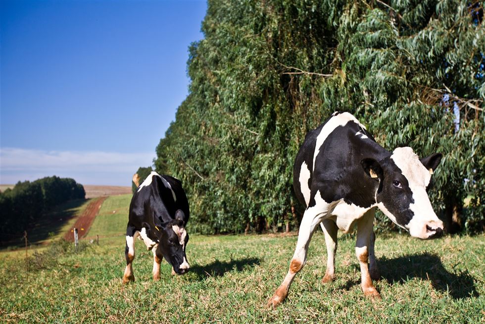reprodução de bovinos leiteiros