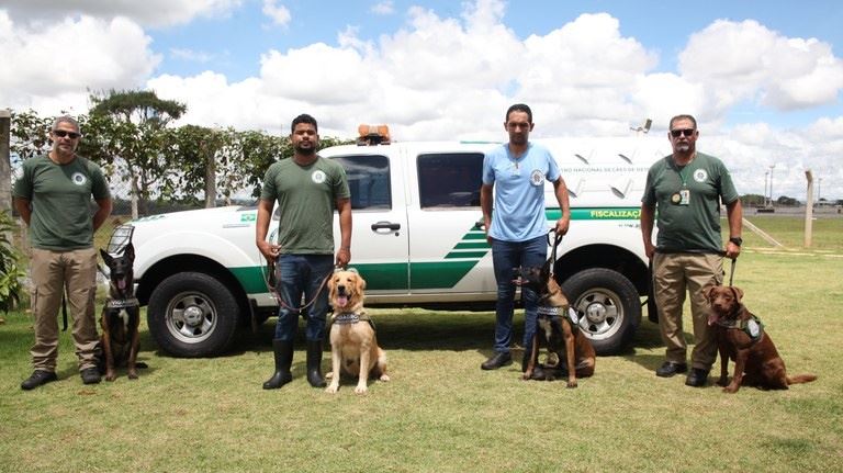 cães farejadores no Brasil - inspeção