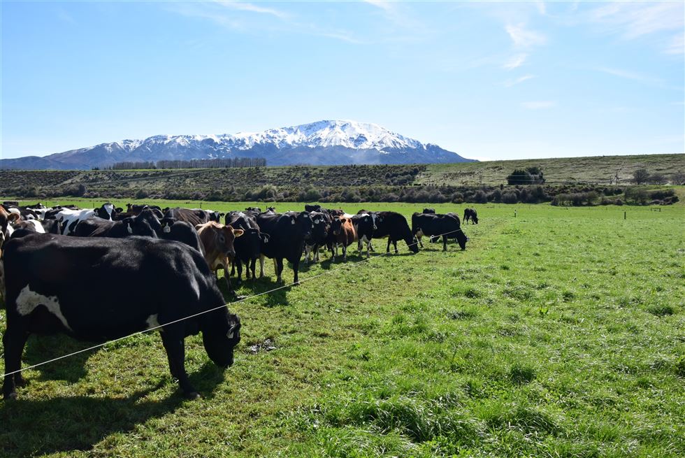 produção leiteira na Nova Zelândia