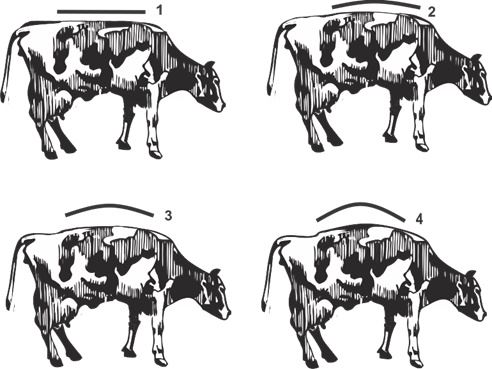 escore de locomoção vacas leiteiras