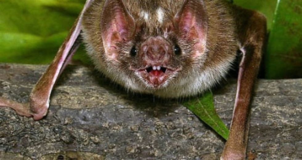 morcego desmodus rotundus raiva bovina