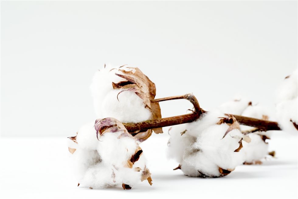caroço de algodão é um subproduto da produção de algodão