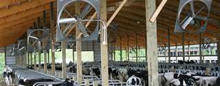 Resfriamento de vacas em propriedade robotizada