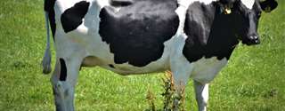 O bST (somatotropina bovina recombinante) pode auxiliar no aumento da eficiência reprodutiva de vacas leiteiras? 1ª Parte