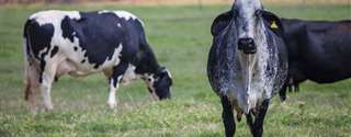 Como identificar no pré-parto, vacas com maior risco de distúrbios periparto, e como manejá-las? Parte 2