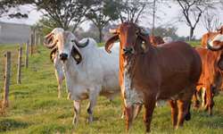 Parceria com a Embrapa visa fortalecer pecuária de leite da Índia