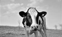Novo México: 3.665 vacas foram sacrificadas devido poluição da Força Aérea