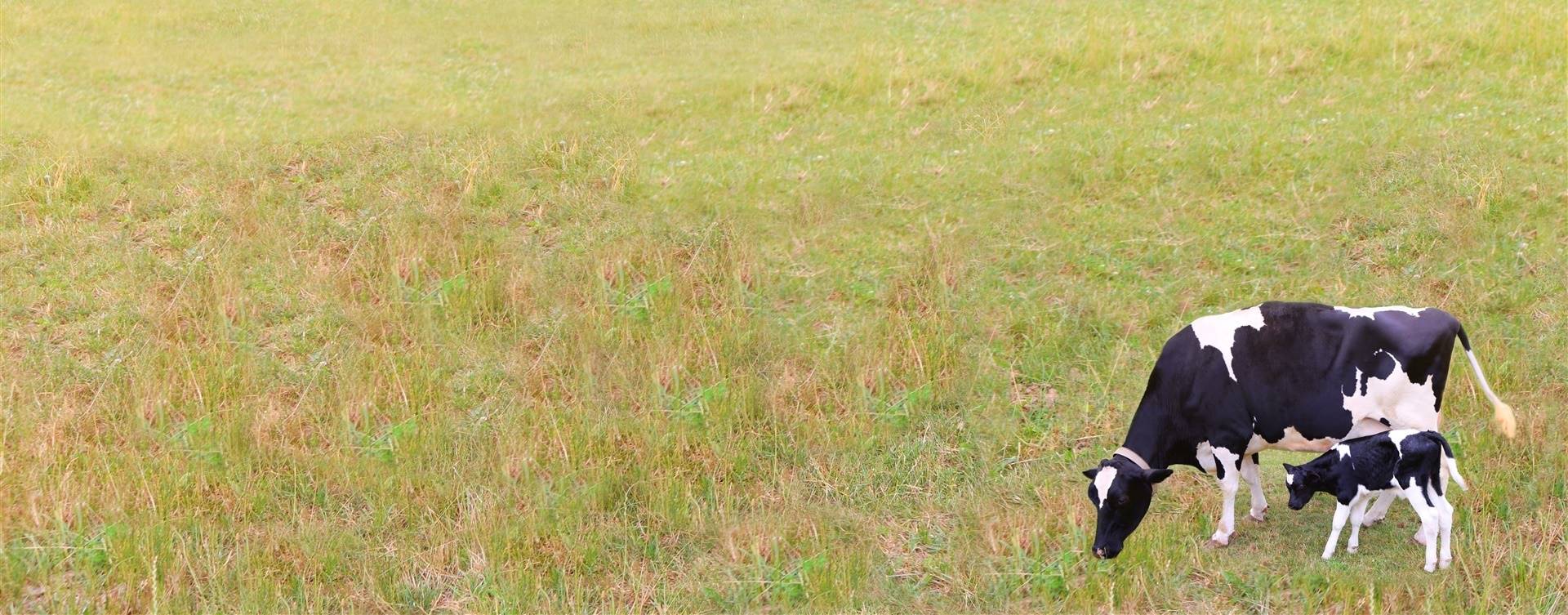 Por que a febre do leite tem maior incidência em vacas mais velhas?