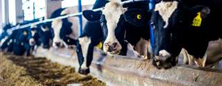 NRC 2021: limitação física do consumo de matéria seca de vacas leiteiras