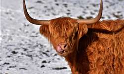 Highland Cattle: uma das vacas mais antigas do mundo!
