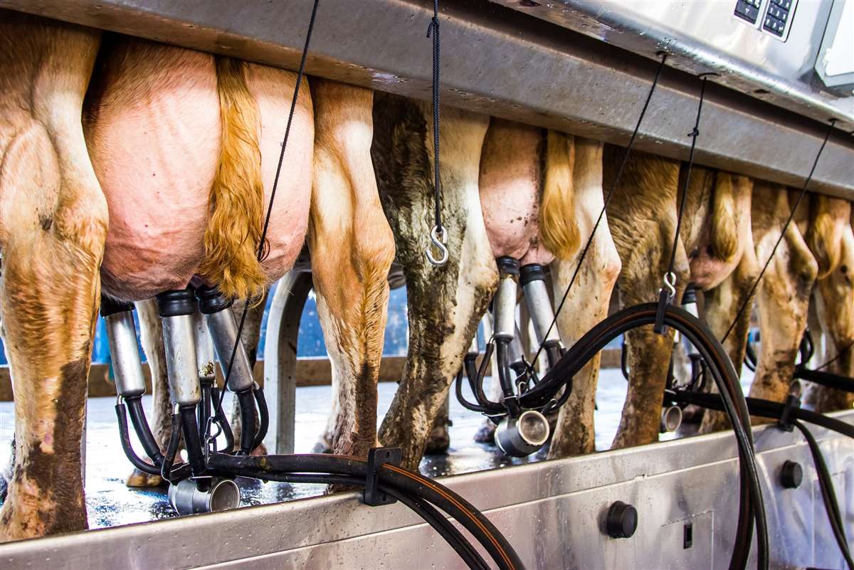 Canadian dairy farm shares their automation journey