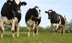 Você sabe como adotar práticas ambientalmente sustentáveis na produção de leite?