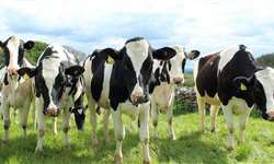 O que você sabe sobre as fases reprodutivas das vacas?