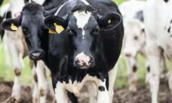 Sensor dentro do rúmen otimiza a saúde e a produtividade da vaca leiteira