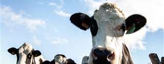 Como as maiores fazendas de leite do Brasil praticam a sustentabilidade ambiental?