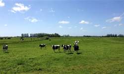 O que você sabe sobre sustentabilidade na pecuária leiteira?