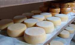 Queijo Minas Artesanal produzido na canastra é apontado como o melhor queijo do mundo