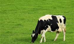 NRC 2021 sobre o perfil de ácidos graxos: quando utilizar para vacas em lactação