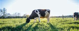 Produção vegetal melhora a sustentabilidade de fazendas leiteiras