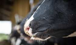 SC: pecuária leiteira vive pior choque de oferta desde 1990, segundo Faesc