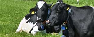 Emater/RS: produção de leite vem aumentando no estado