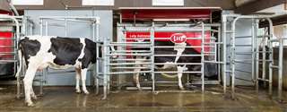 Tecnologia de ordenha robotizada garante bem-estar às vacas leiteiras