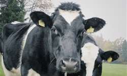 Reino Unido: com a elevação dos custos de produção, produtores de leite consideram deixar atividade