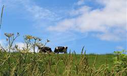 Agricultura Regenerativa: 'Os produtores de leite podem fazer parte da solução climática'