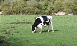 Emater/RS: melhor condição de manejo traz aumento na produção de leite