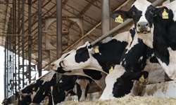 NRC 2021: exigência de energia para vacas leiteiras