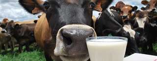 Farsul: relatório mostra queda de 2,56% nos custos de produção do leite