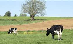 Emater/RS: custos de produção do leite diminuem com melhora na oferta de forragem