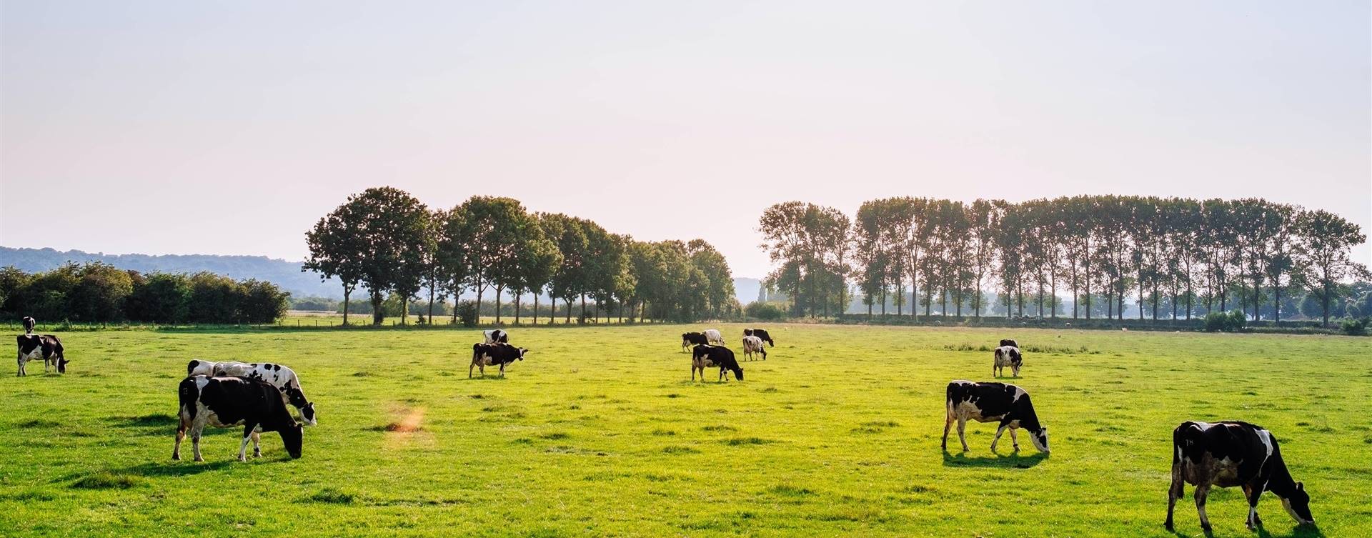 Vacas mais resistentes ao calor é foco de estudos
